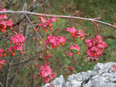 Прикрепленное изображение: DSCF5816.jpg